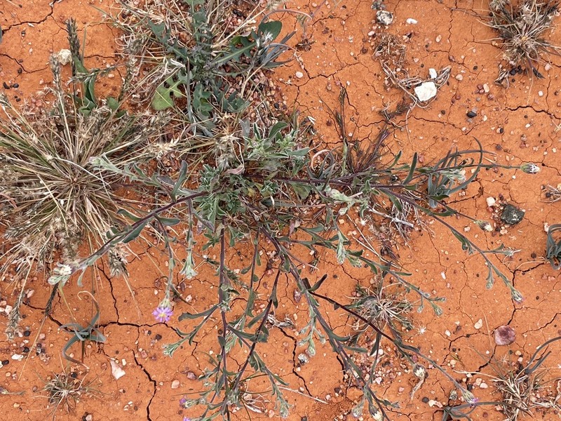 Vittadinia pterochaeta photo 4