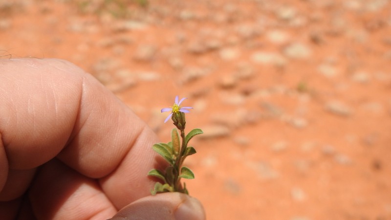 Vittadinia pterochaeta photo 5