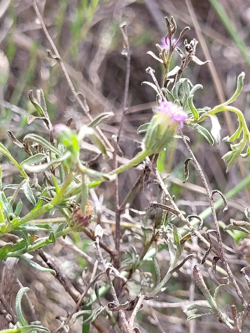 Vittadinia pterochaeta photo 6