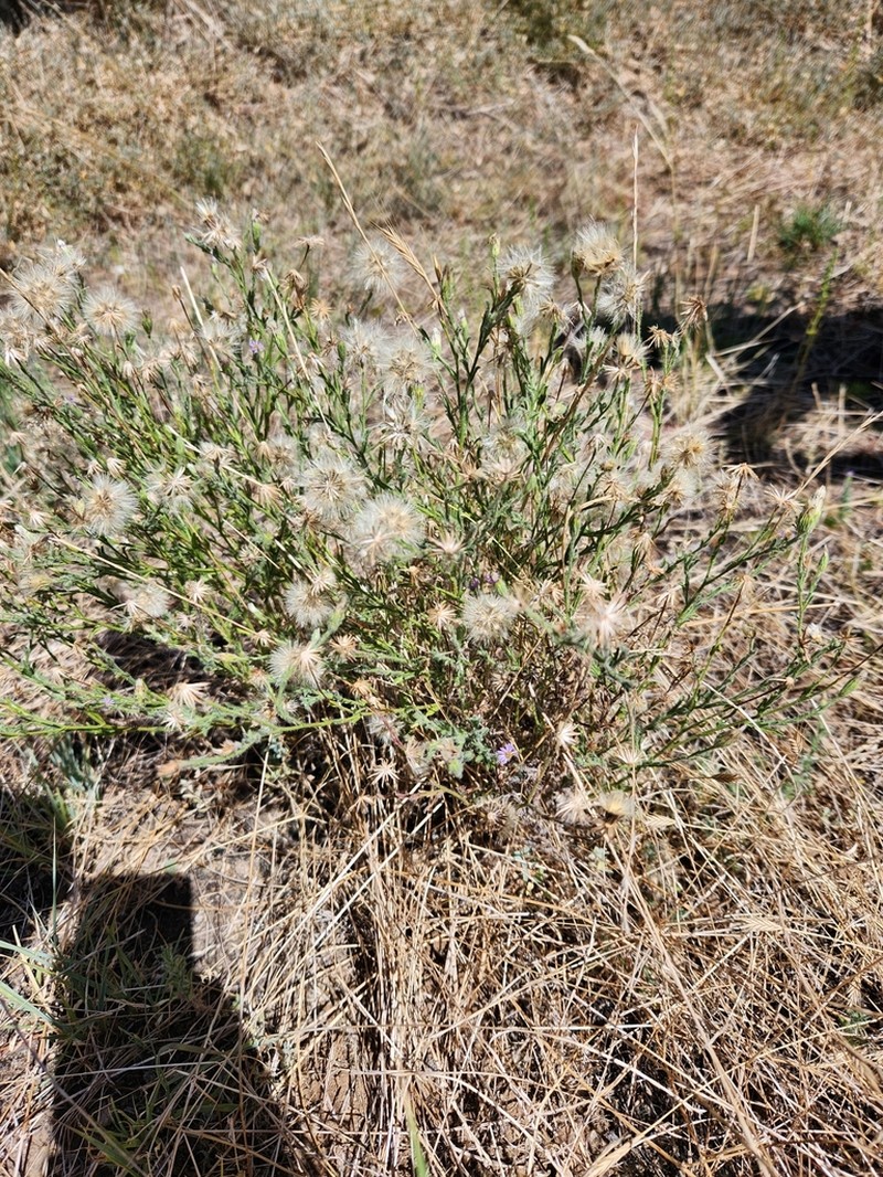 Vittadinia pterochaeta photo 7