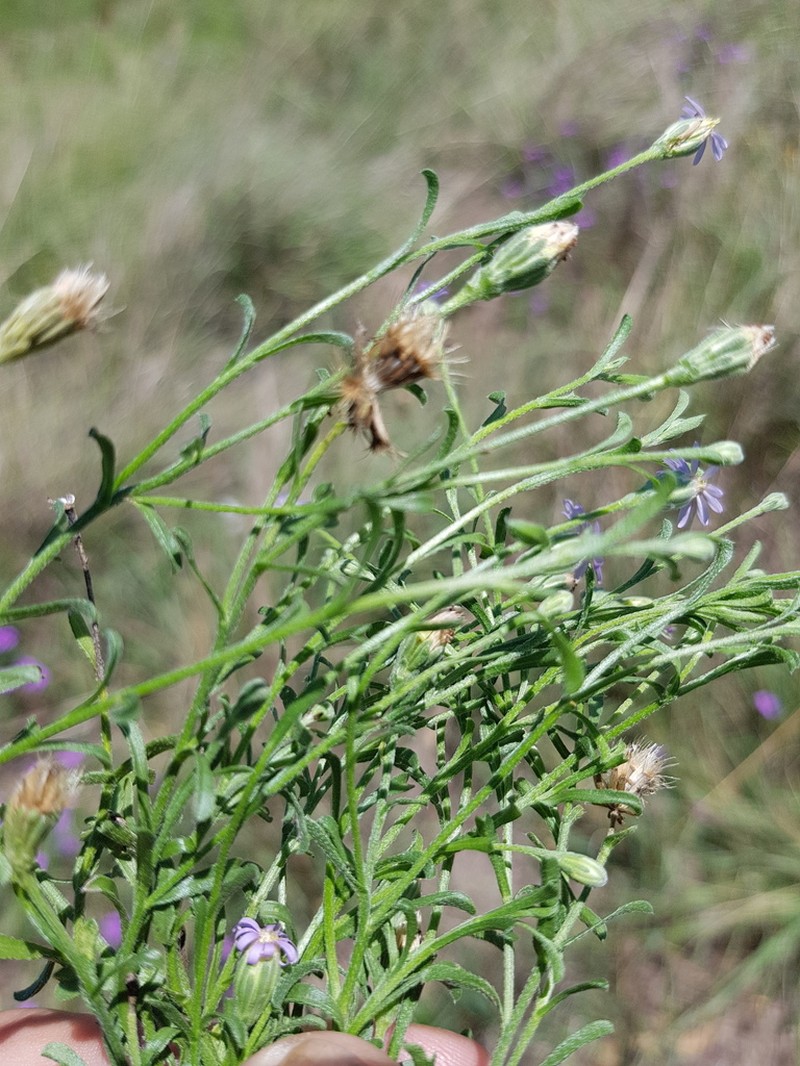 Vittadinia pterochaeta photo 8