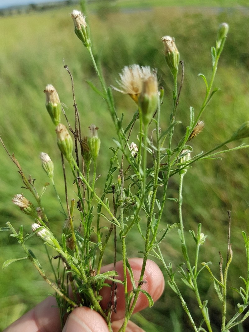 Vittadinia pustulata