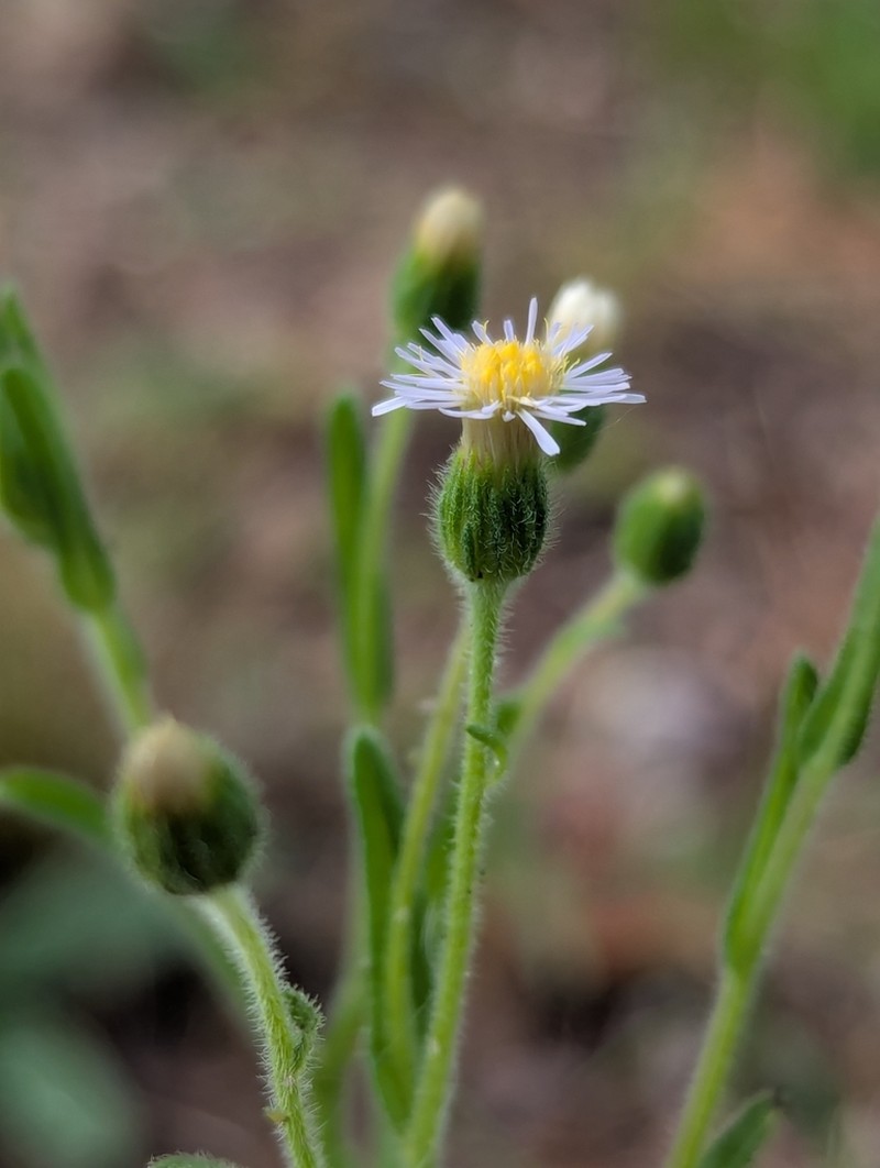 Vittadinia pustulata photo 2