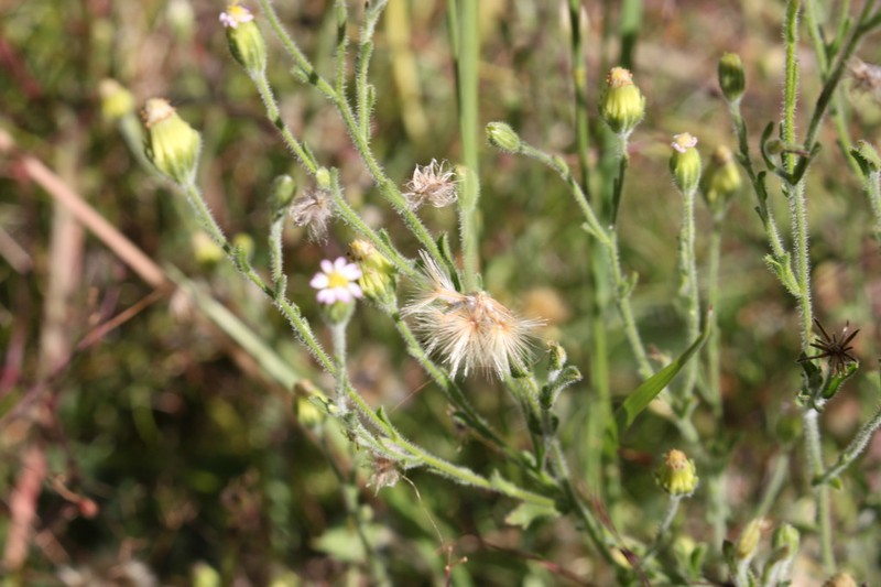 Vittadinia pustulata photo 3