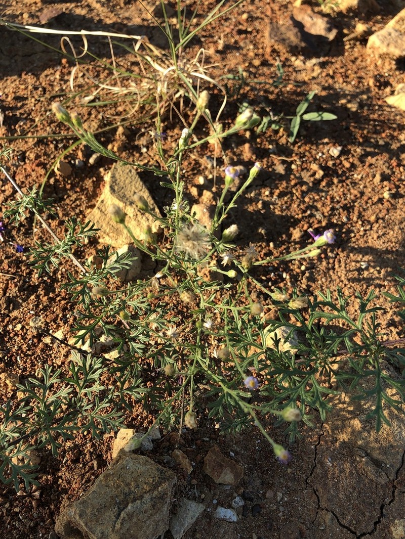 Vittadinia pustulata photo 4