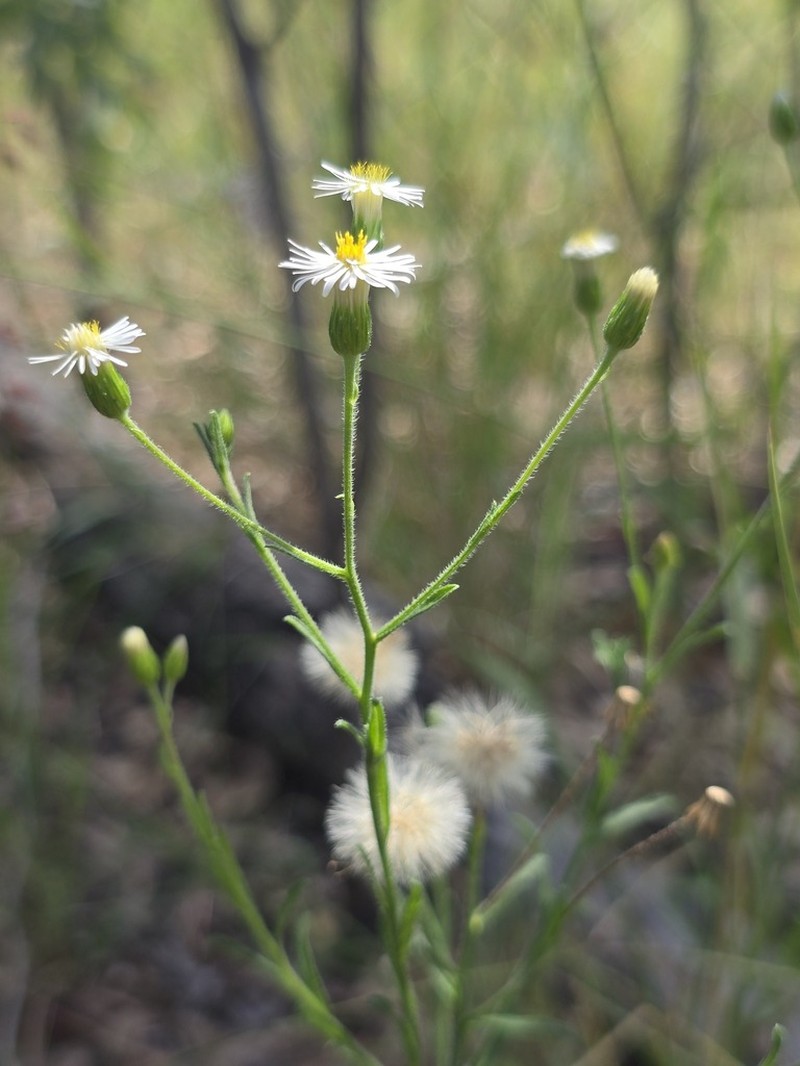 Vittadinia pustulata photo 5
