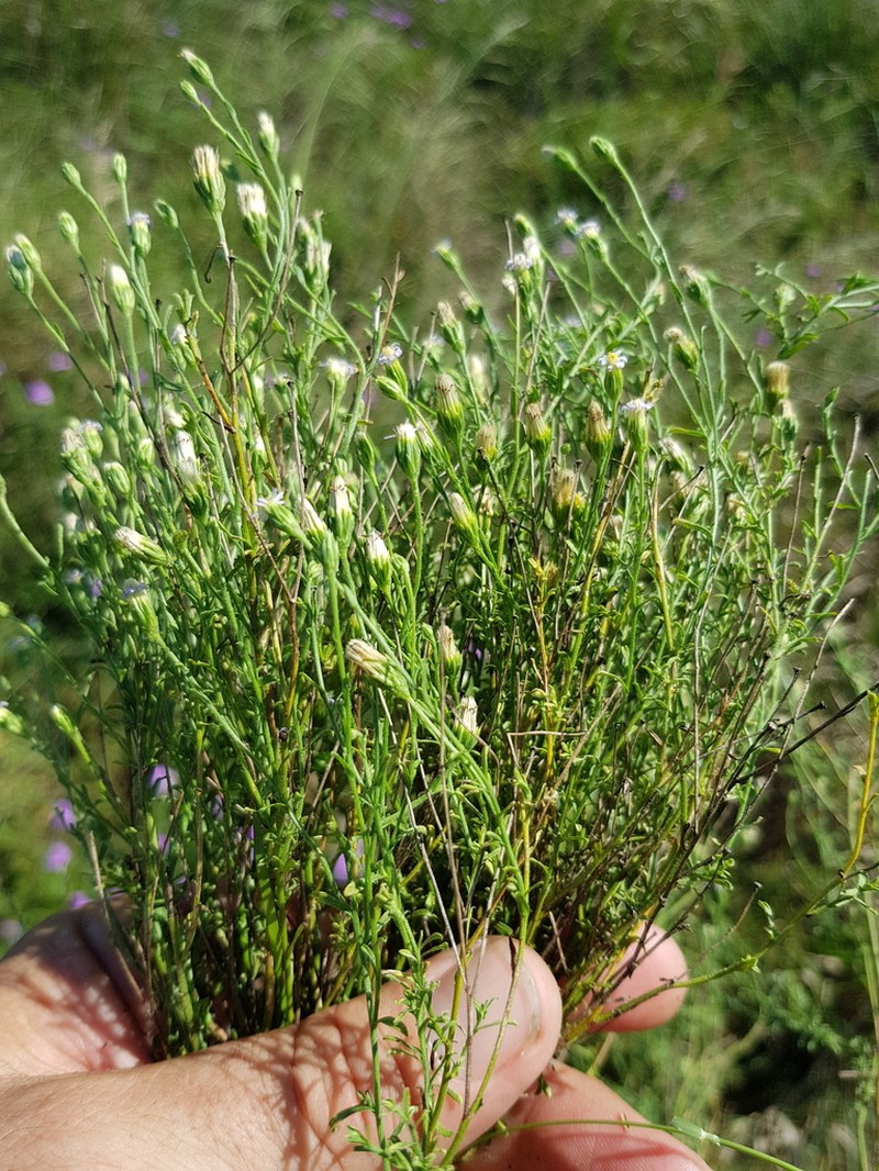 Vittadinia pustulata photo 6