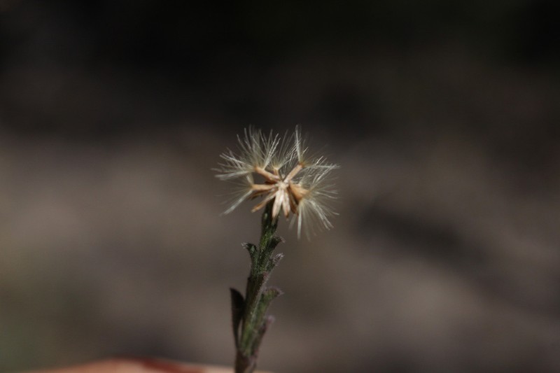 Vittadinia pustulata photo 7