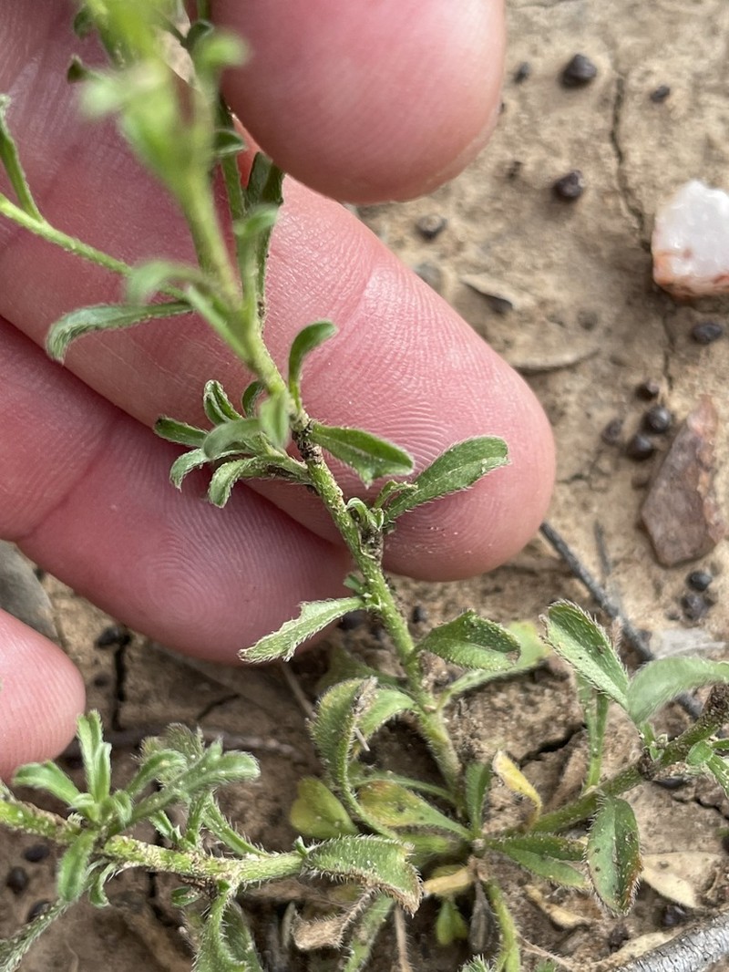 Vittadinia pustulata photo 8