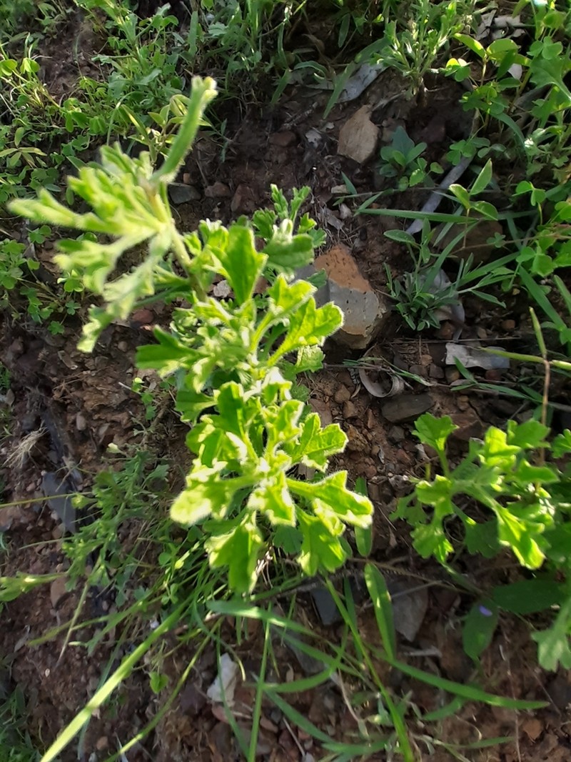 Vittadinia sulcata