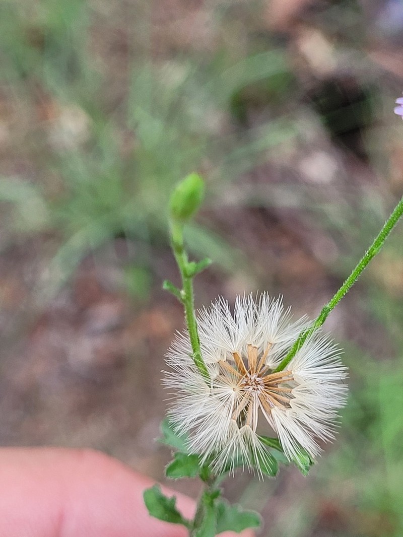 Vittadinia sulcata photo 2