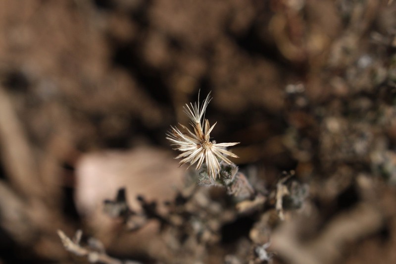 Vittadinia sulcata photo 3
