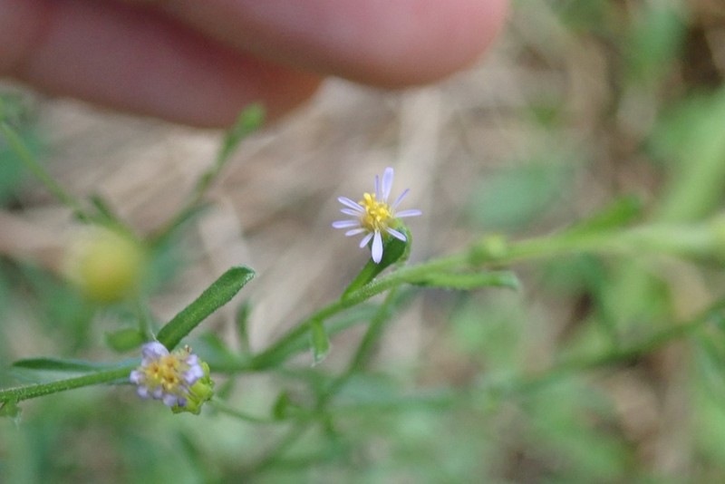 Vittadinia sulcata photo 4