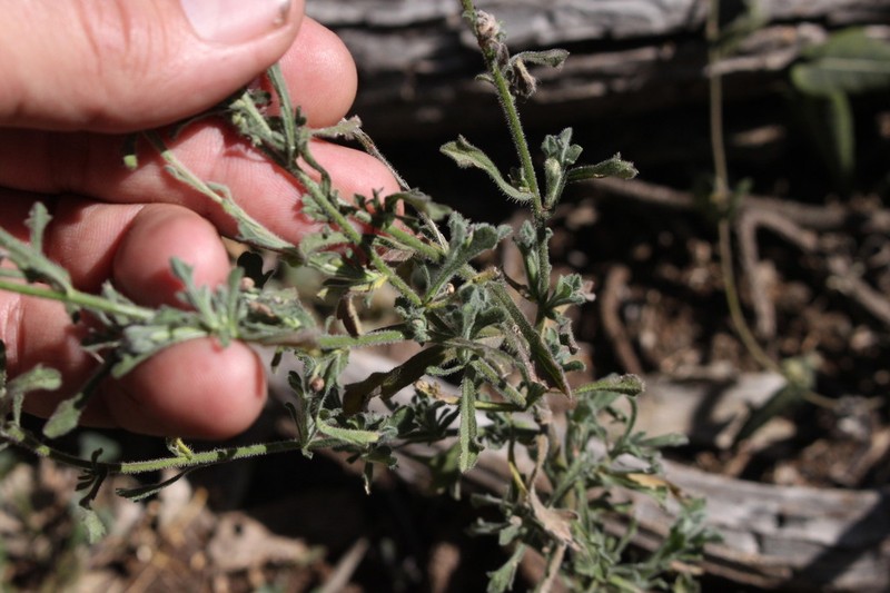 Vittadinia sulcata photo 5