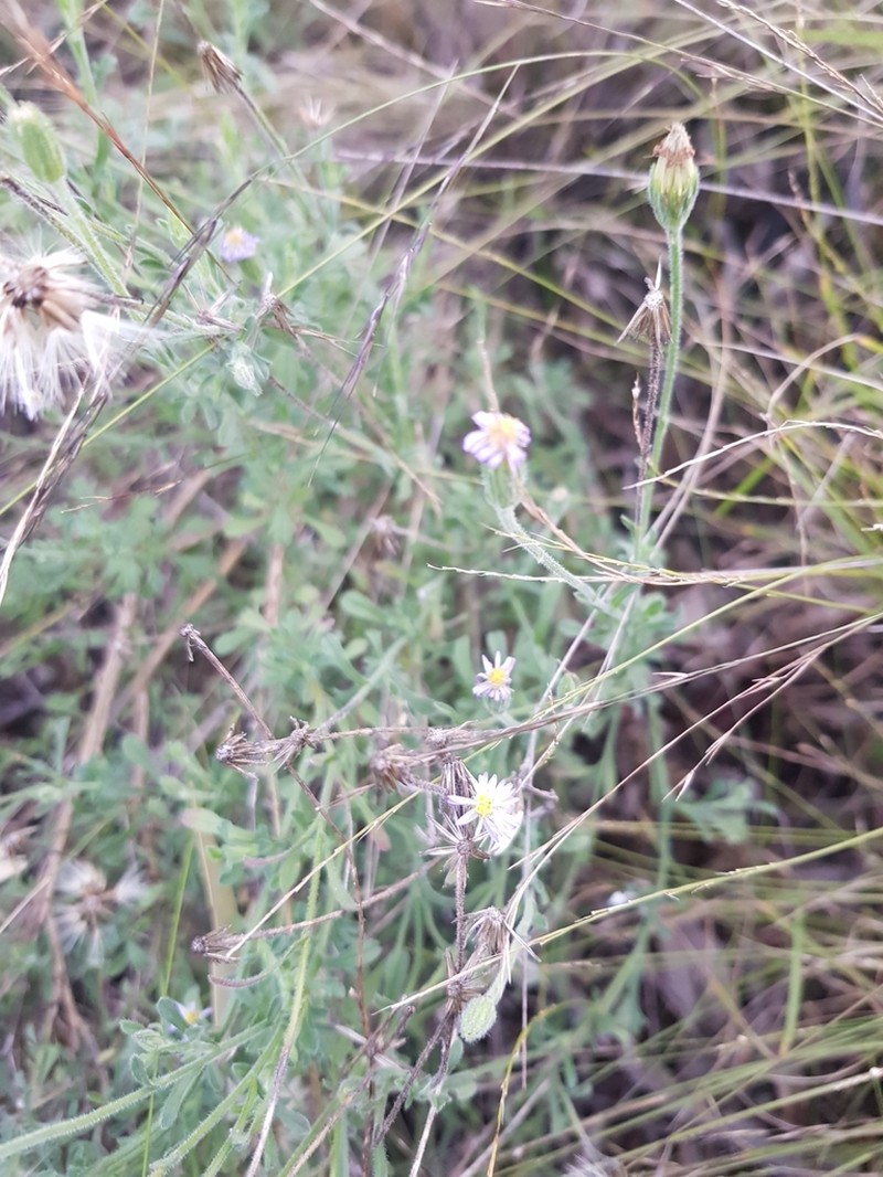 Vittadinia sulcata photo 7