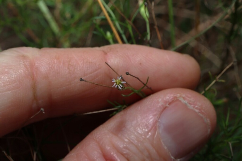 Vittadinia tenuissima