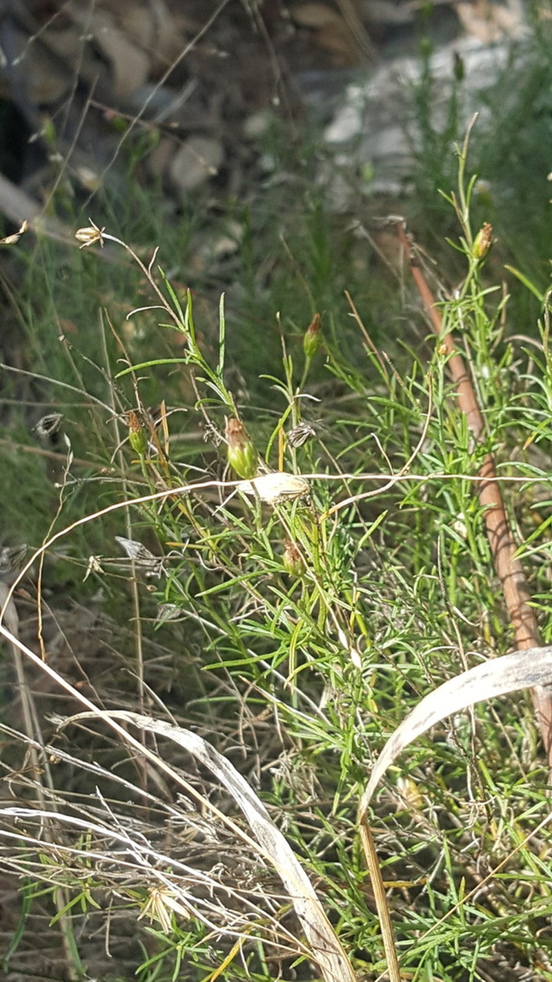 Vittadinia tenuissima photo 2