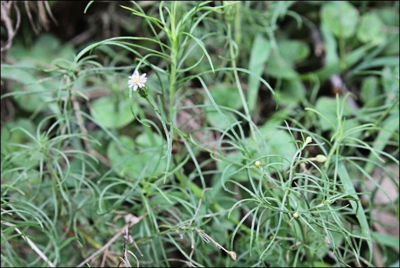 Vittadinia tenuissima photo 3