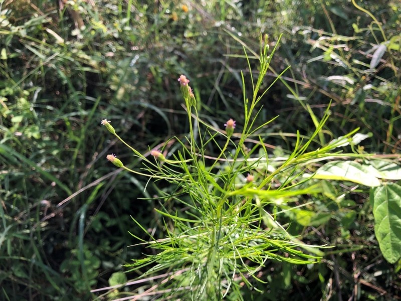 Vittadinia tenuissima photo 5