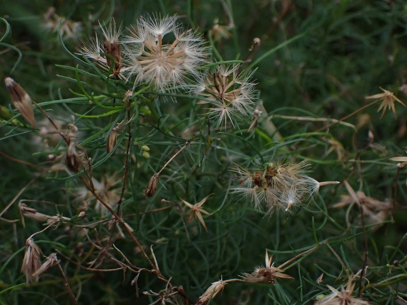 Vittadinia tenuissima photo 6