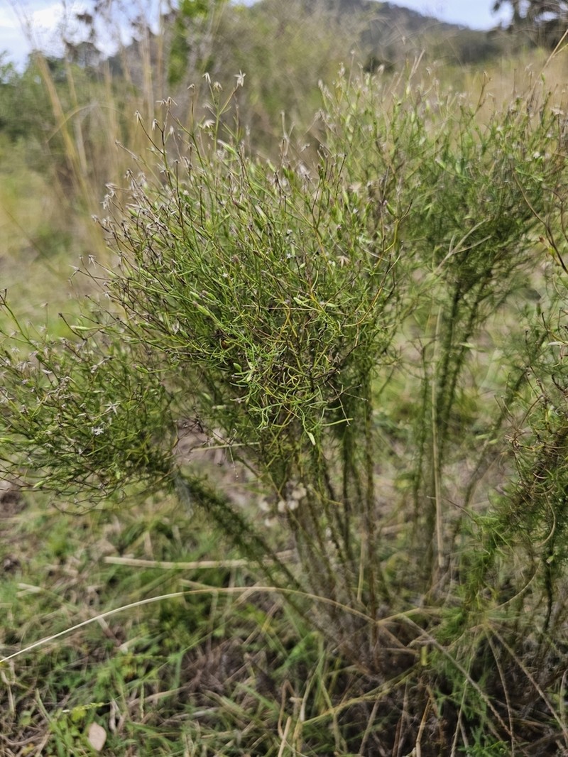 Vittadinia tenuissima photo 7