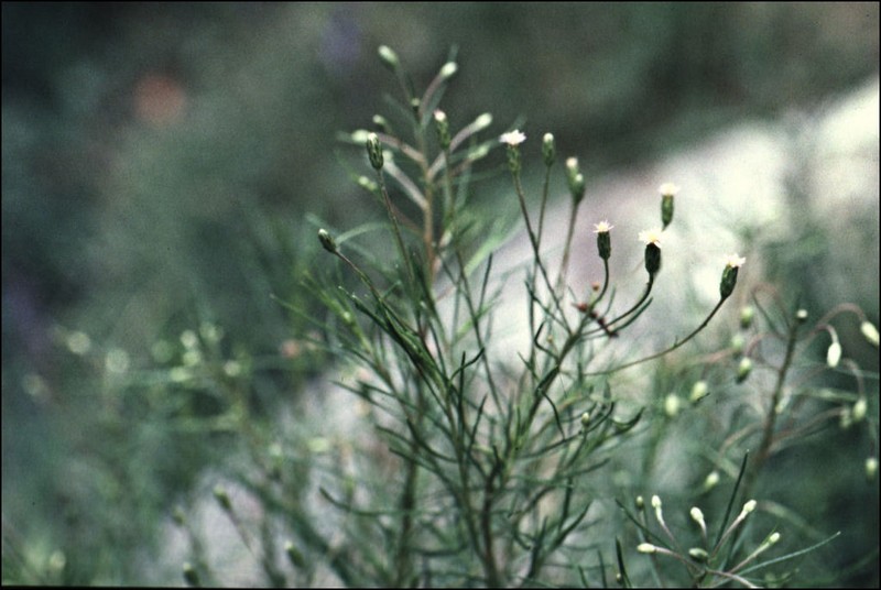 Vittadinia tenuissima photo 8