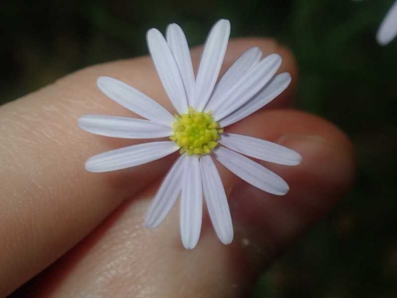 Vittadinia triloba