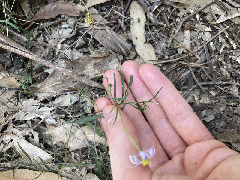Vittadinia triloba photo 2