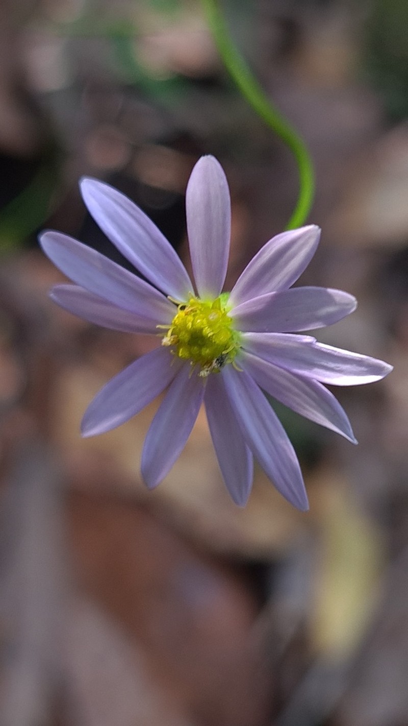 Vittadinia triloba photo 3