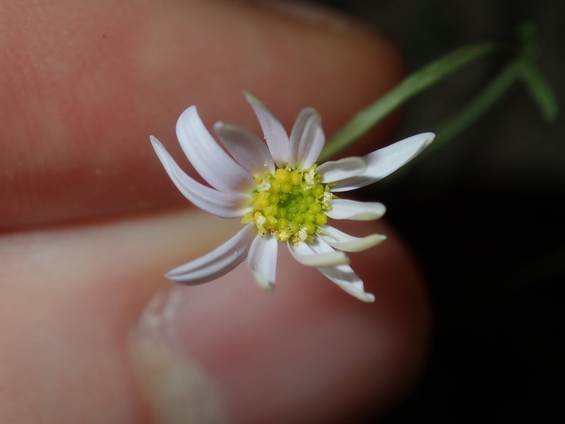 Vittadinia triloba photo 4