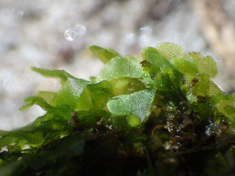 Appalachian Shoestring Fern photo 2