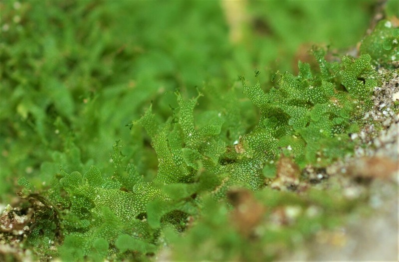 Appalachian Shoestring Fern photo 3
