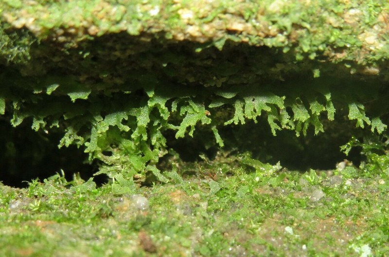Appalachian Shoestring Fern photo 4