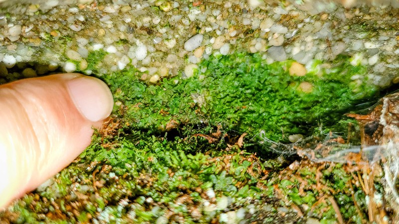 Appalachian Shoestring Fern photo 5