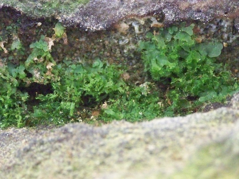 Appalachian Shoestring Fern photo 6