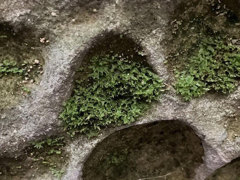 Appalachian Shoestring Fern photo 7