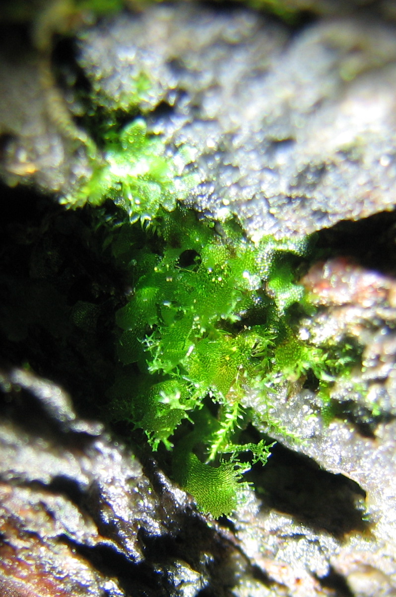 Appalachian Shoestring Fern