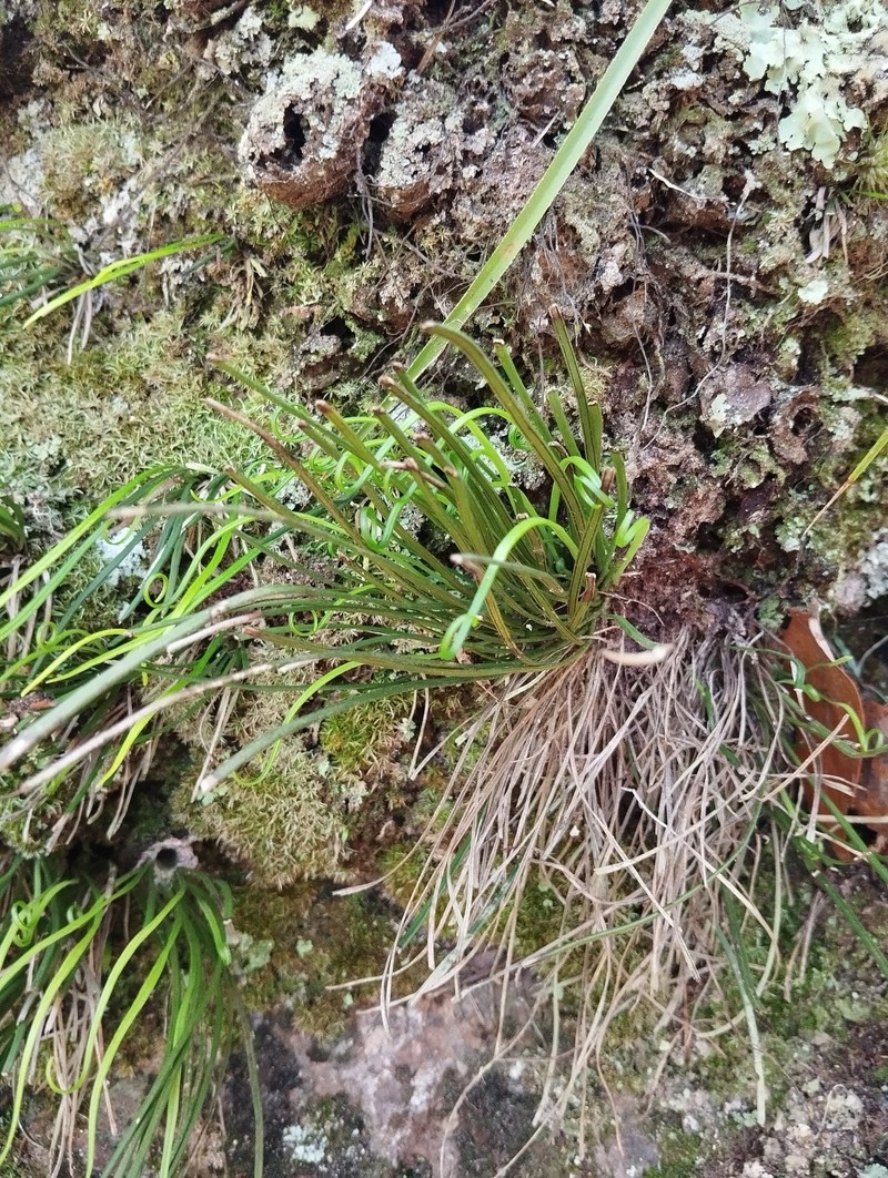 Vittaria bradeorum photo 3