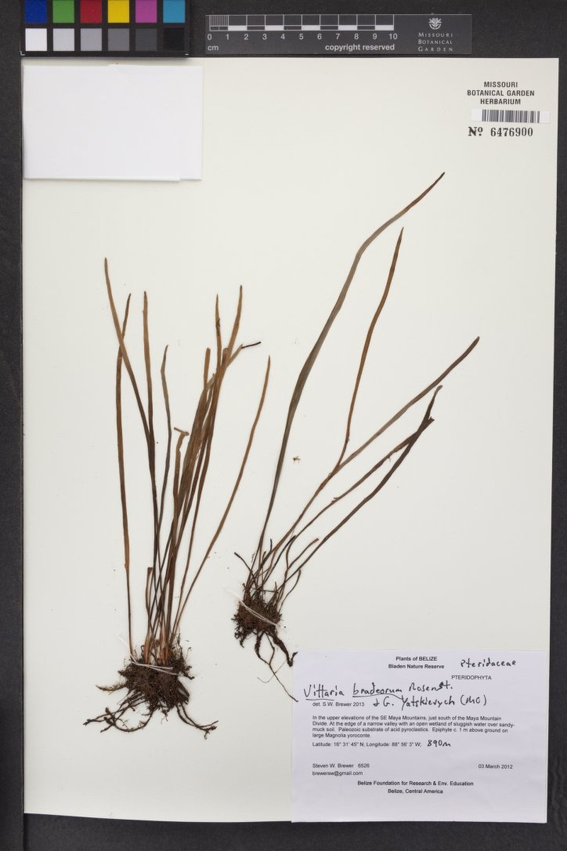 Vittaria bradeorum photo 4