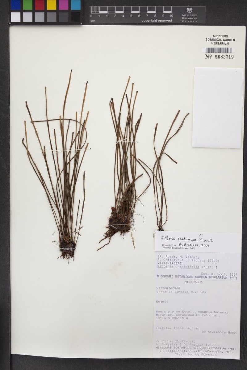 Vittaria bradeorum photo 5