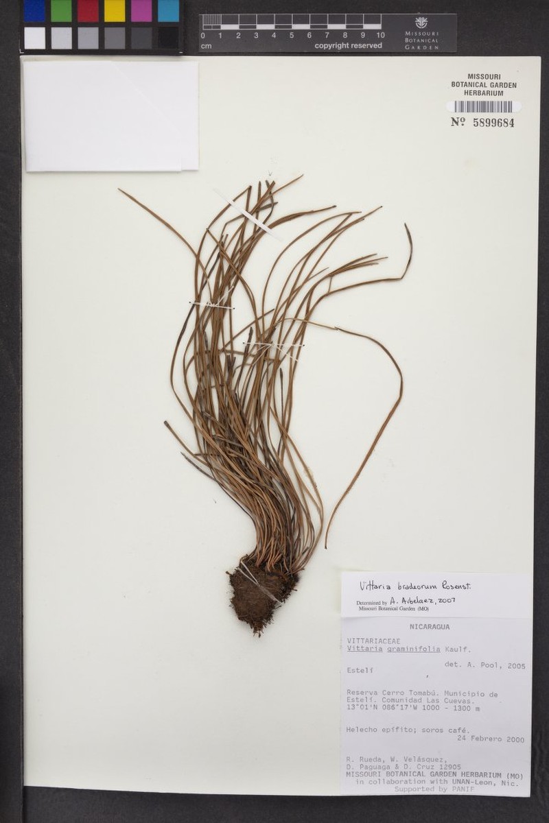 Vittaria bradeorum photo 6