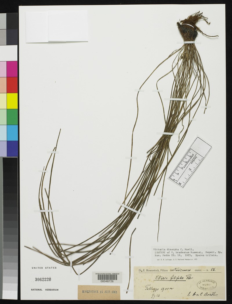 Vittaria bradeorum