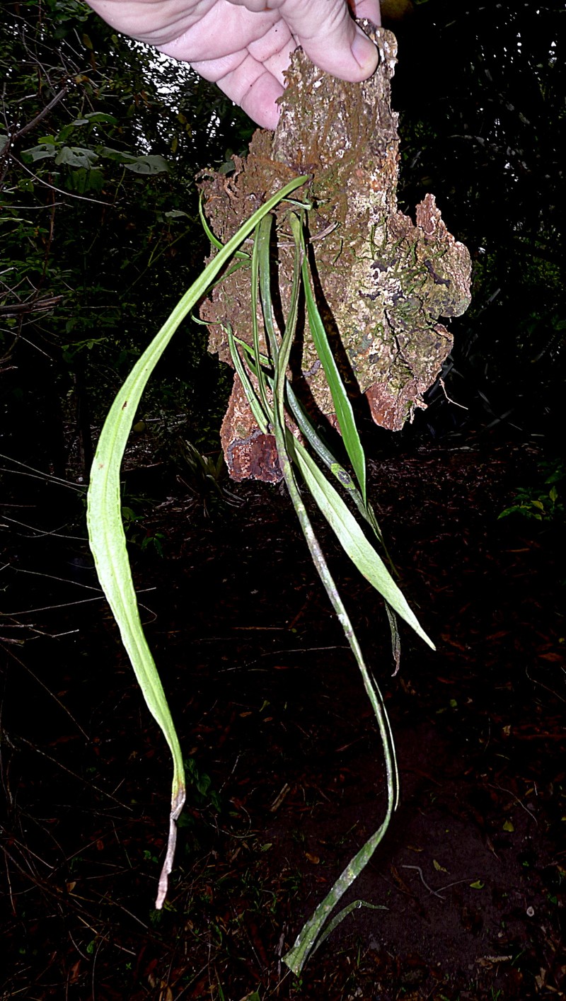 Redscale Shoestring Fern