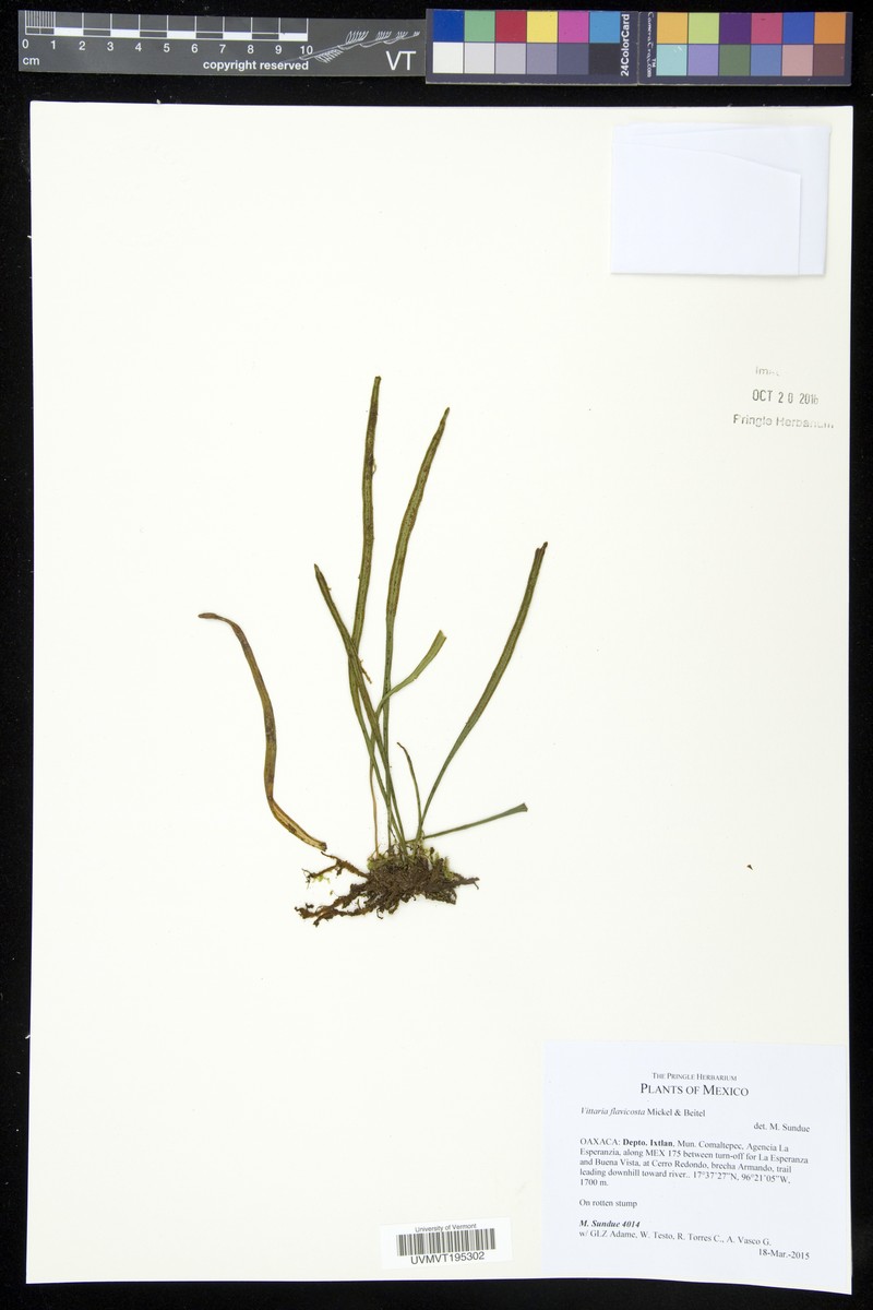 Vittaria flavicosta
