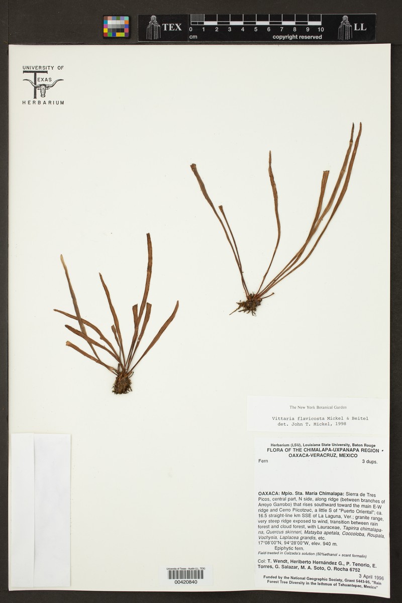 Vittaria flavicosta photo 2