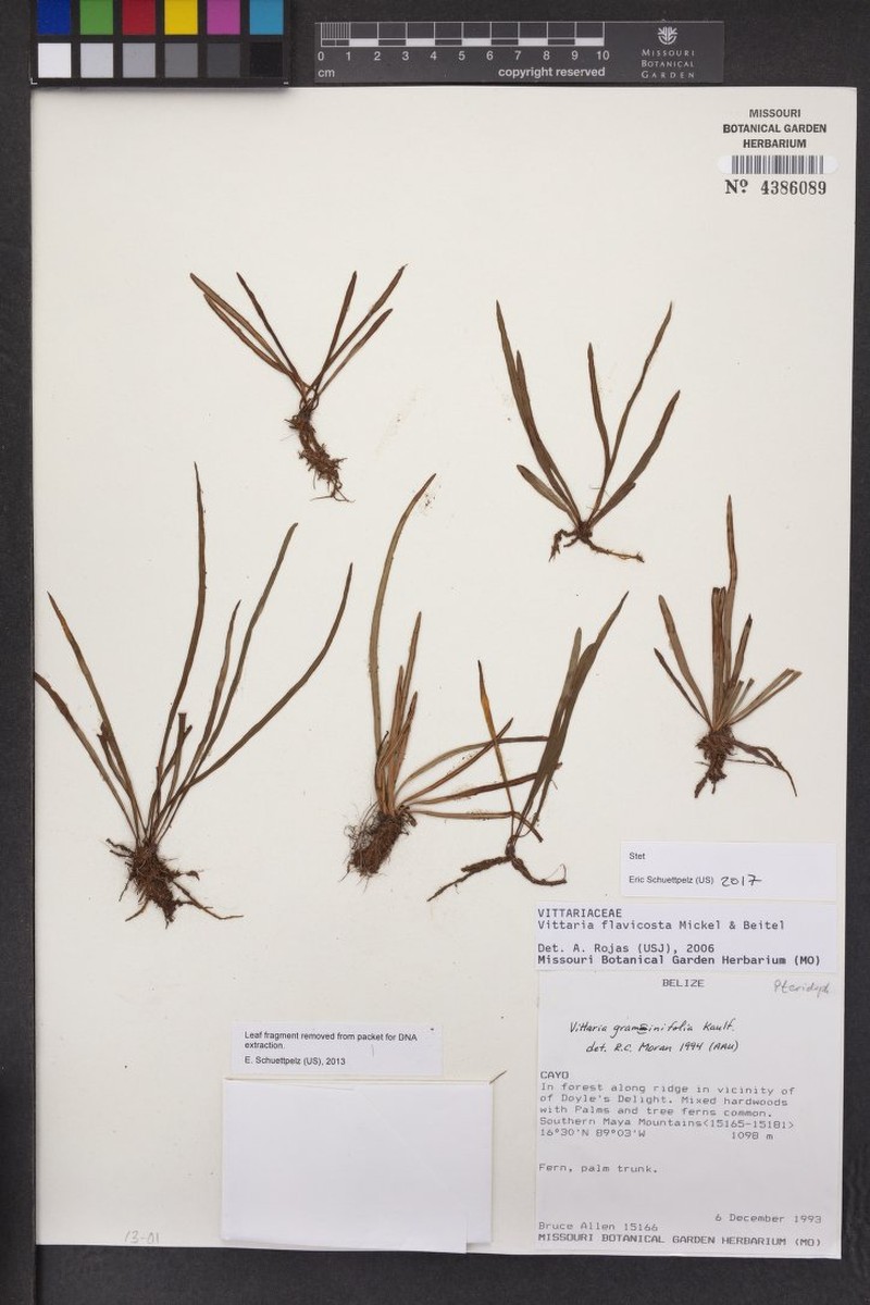 Vittaria flavicosta photo 3