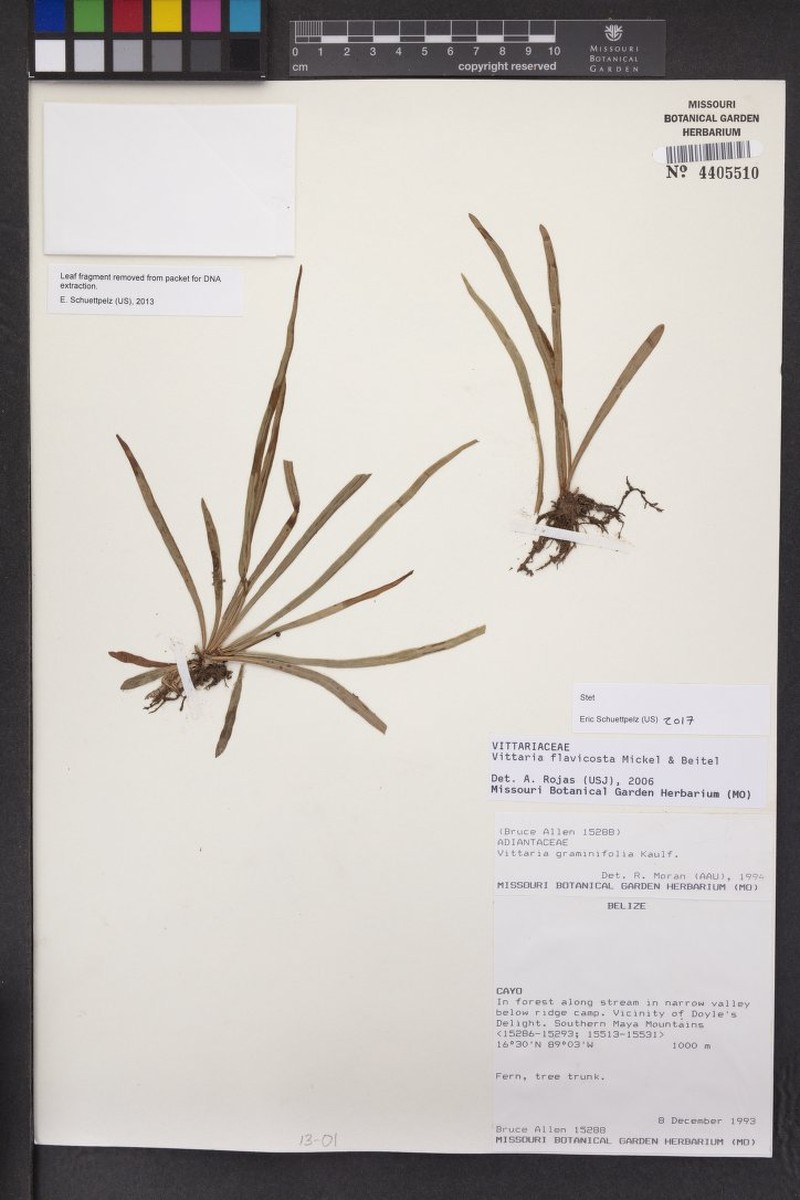 Vittaria flavicosta photo 4