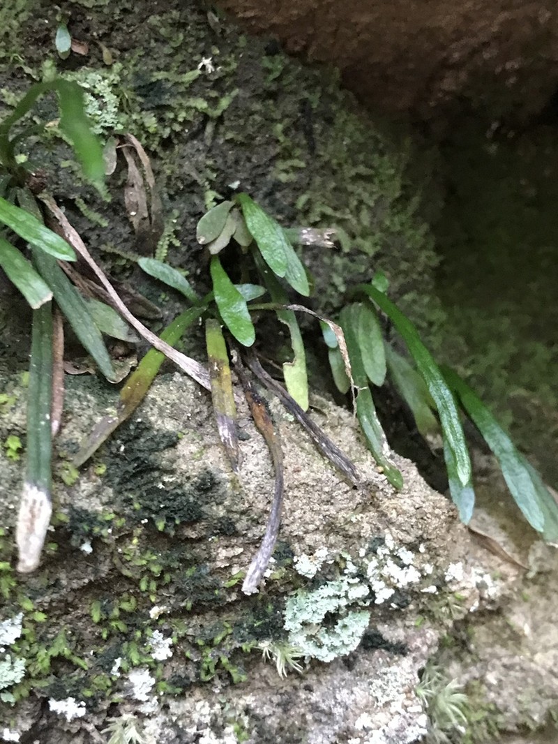 Grass Fern