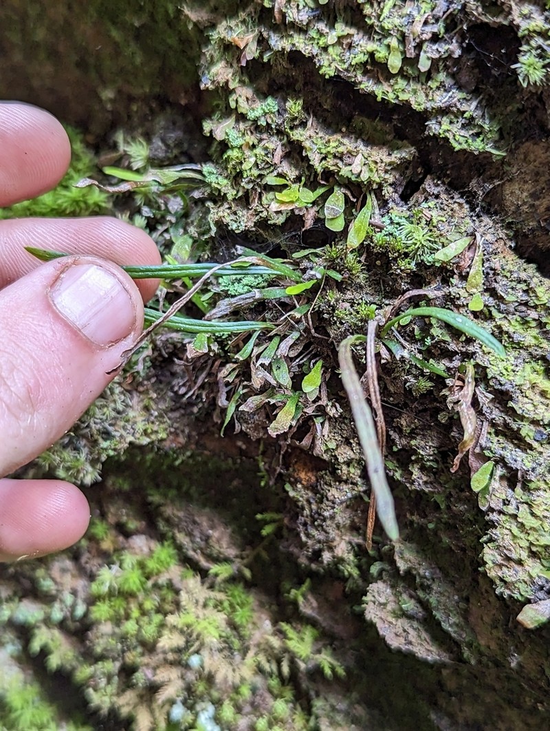 Grass Fern photo 2