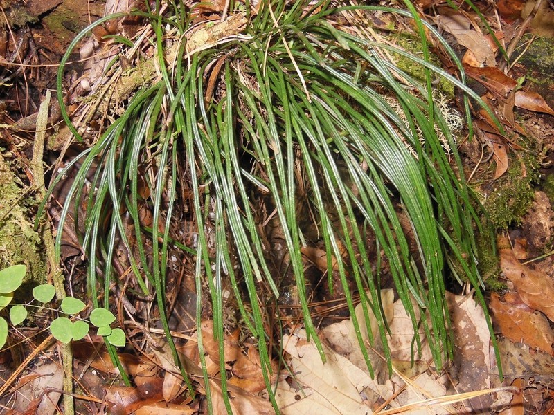 Grass Fern photo 3